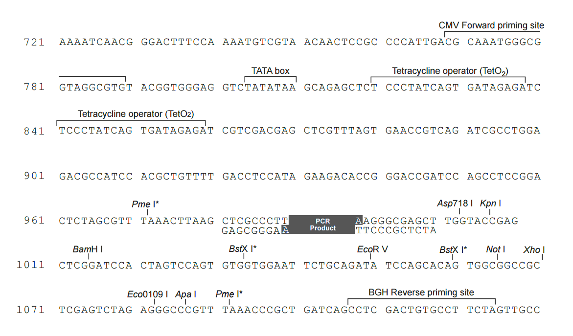 pcDNA5-FRT-TO-TOPO 多克隆位点 点击看大图 pcDNA5-FRT-TO-TOPO 多克隆位点